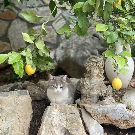 Tokur Datça